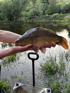 Mirror Carp