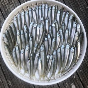 Smelt