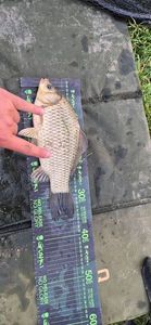 Crucian Carp