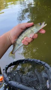 Zander