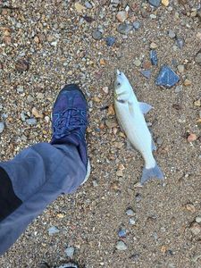 European Bass (Seabass)