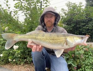 Zander