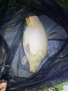 Leather Carp