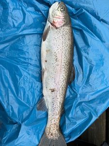 Rainbow Trout