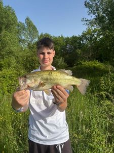 Largemouth Bass