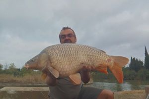 Common Carp