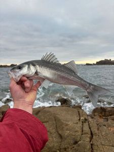 European Bass (Seabass)