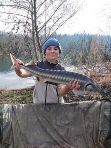 Sturgeon