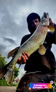 Northern Pike