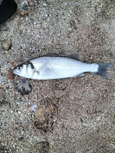 European Bass (Seabass)