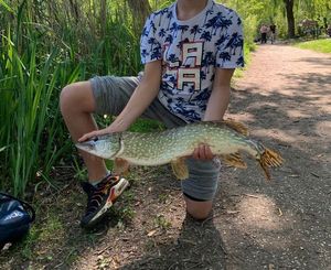 Northern Pike