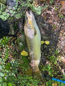 Brown Trout
