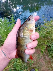 European Perch
