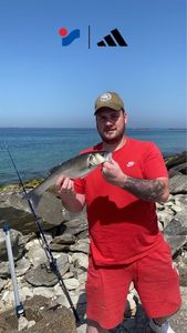European Bass (Seabass)
