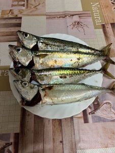 Mackerel