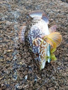 Ballan Wrasse