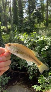 Largemouth Bass