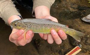 Brown Trout