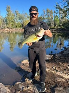 Largemouth Bass