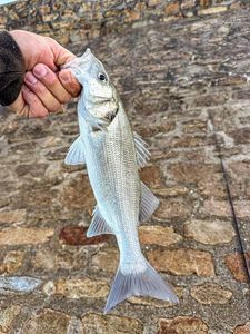 European Bass (Seabass)