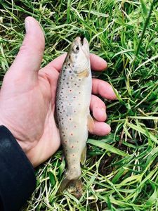 Brown Trout