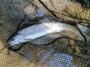 Rainbow Trout