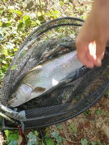 Rainbow Trout