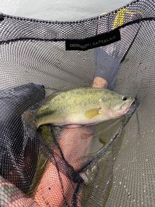 Largemouth Bass