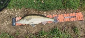 Zander
