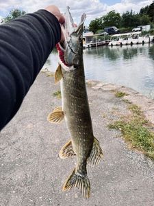Northern Pike