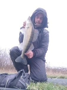 Zander
