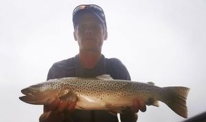 Brown Trout