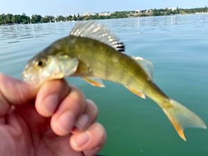 European Perch