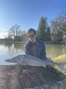 Sturgeon