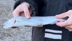 Rainbow Trout