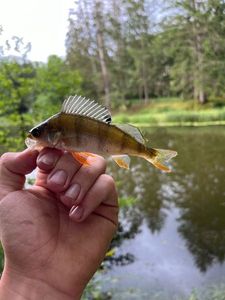 European Perch