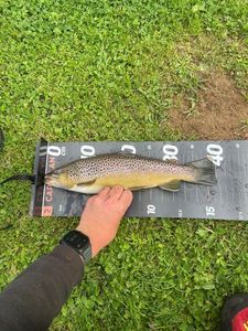 Brown Trout