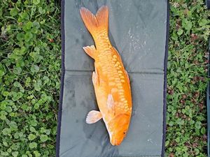 Common Carp