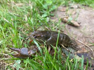 Noble Crayfish