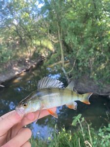 European Perch