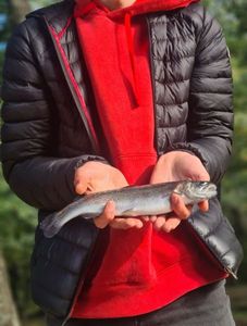 Rainbow Trout