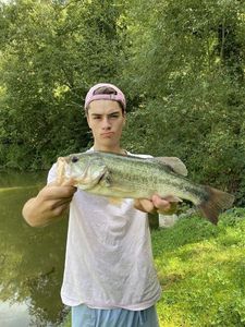 Largemouth Bass