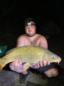 Common Carp