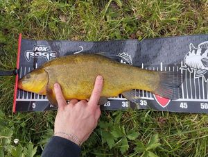 Tench