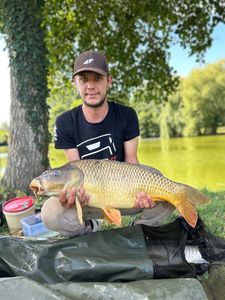 Common Carp