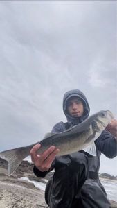 European Bass (Seabass)