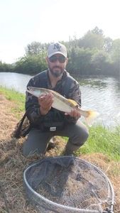 Zander