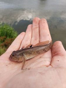 Round Goby