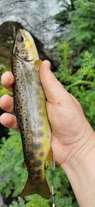 Brown Trout