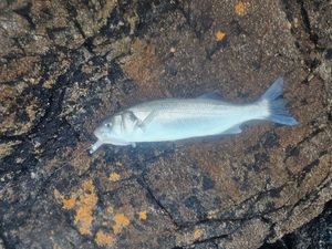 European Bass (Seabass)